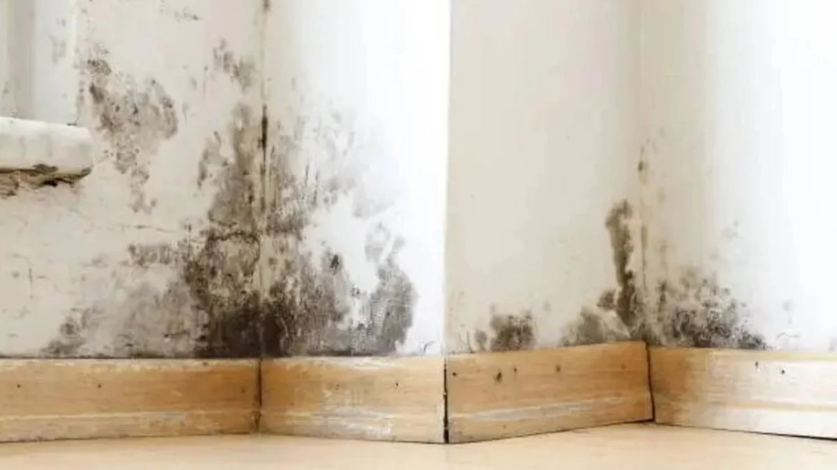 Cómo eliminar las manchas de humedad y hongos de la pared de tu hogar y del baño sin gastar mucho dinero thumbnail