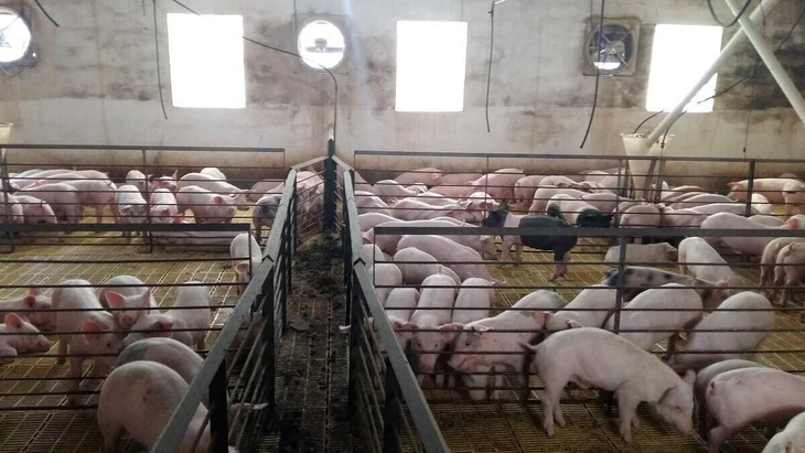 Liderazgo cordobés en el sector: En una provincia con 1.546.431 cabezas porcinas, Isowean cubre el 7,6% del consumo nacional, con metas de 100.000 cerdas en 10 años. Liderazgo cordobés en el sector: En una provincia con 1.546.431 cabezas porcinas, Isowean cubre el 7,6% del consumo nacional, con metas de 100.000 cerdas en 10 años.