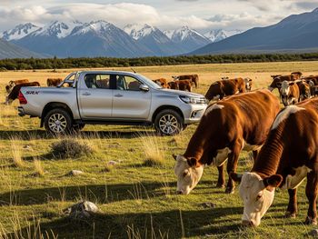 ¿Es momento para invertir en camionetas en los campos ganaderos?