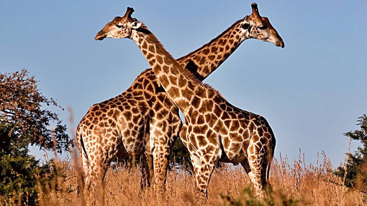 El video viral de jirafas en Twitter ¿Peleando o jugando?
