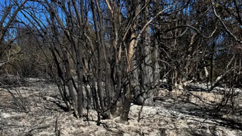 Especies del bosque nativo en Meliquina, calcinadas por el avance del fuego.