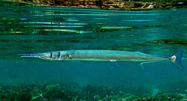 Imagen de un pez aguja. Imagen de un pez aguja.