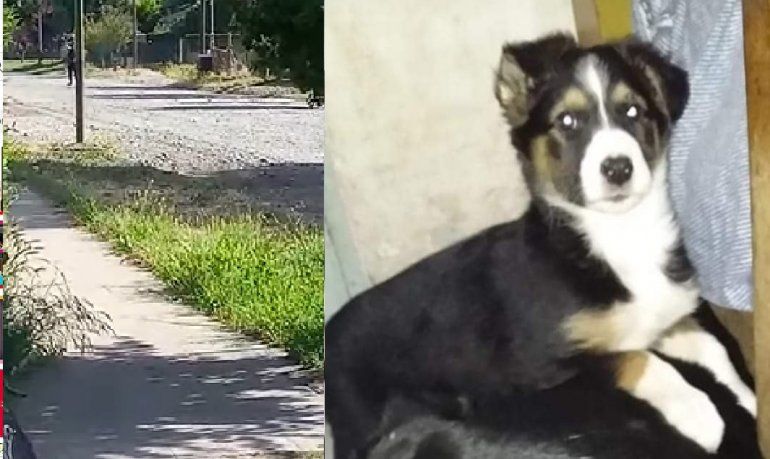 Brutal y con total impunidad: mató a una perrita en plena calle de Junín de los Andes