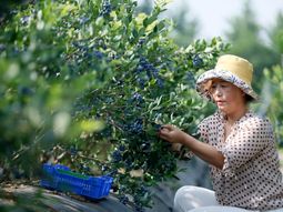 El auge del cultivo local y la sobreoferta convierten al arándano en un alimento cotidiano para millones de consumidores chinos. El auge del cultivo local y la sobreoferta convierten al arándano en un alimento cotidiano para millones de consumidores chinos.