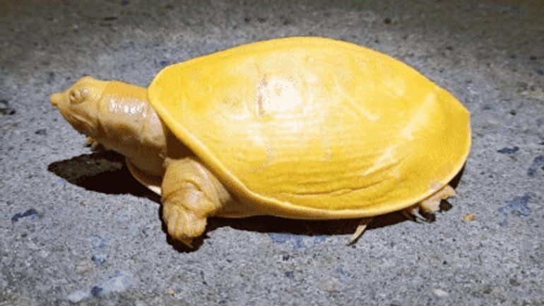 Video: hallan tortuga amarilla y con ojos rosados en India