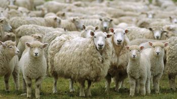 Actualmente en Chubut hay menos de 3 millones de cabezas de ganado ovino. Actualmente en Chubut hay menos de 3 millones de cabezas de ganado ovino.