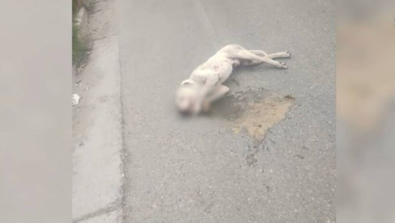 El perro atropellado murió en el acto en barrio Confluencia