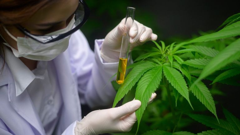 Preocupación por el aumento de casos de un extraño síndrome relacionado con el consumo de cannabis