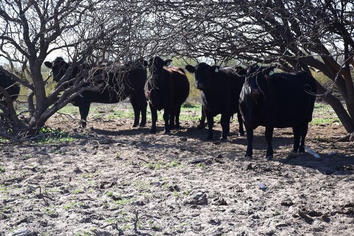 La faena de vacunos en el norte de la Patagonia mostró un importante crecimiento en lo que va de 2024. La faena de vacunos en el norte de la Patagonia mostró un importante crecimiento en lo que va de 2024.