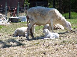 El INTA difunde recomendaciones para la época de parición en ovinos y caprinos. El INTA difunde recomendaciones para la época de parición en ovinos y caprinos.