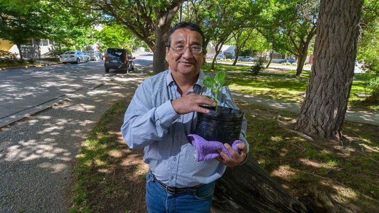 Adaptó el yacón de Perú al clima neuquino y ahora lo exporta