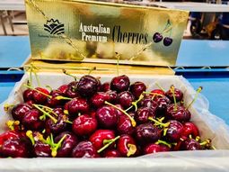 las exportaciones de cerezas de australia creceran 20% las exportaciones de cerezas de australia creceran 20%