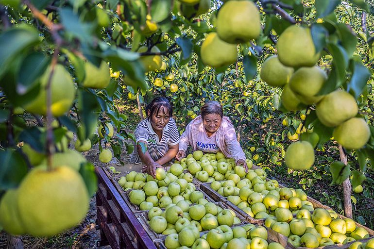 China es el principal productor mundial de peras con poco más de 20 millones de toneladas anuales.