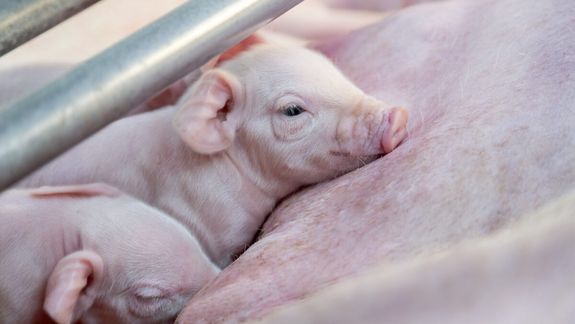 En los primeros cinco meses de 2025 se importaron 24.303 toneladas de carne de cerdo, cifra que supera ampliamente las 3.939 toneladas ingresadas en igual período del año anterior.&nbsp;