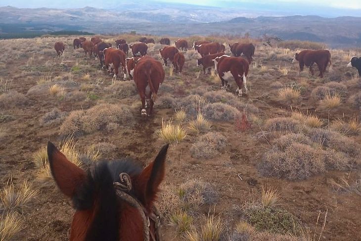 Manejo responsable del campo y selección genética explican el salto productivo. Manejo responsable del campo y selección genética explican el salto productivo.