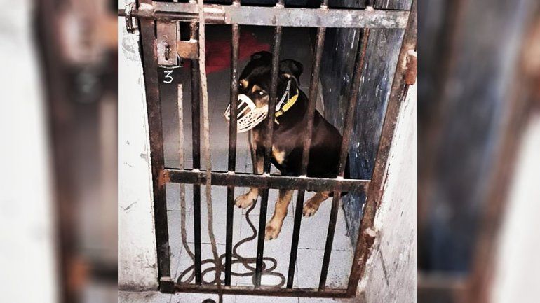 Acusarán al dueño del perro bravo que terminó en la cárcel