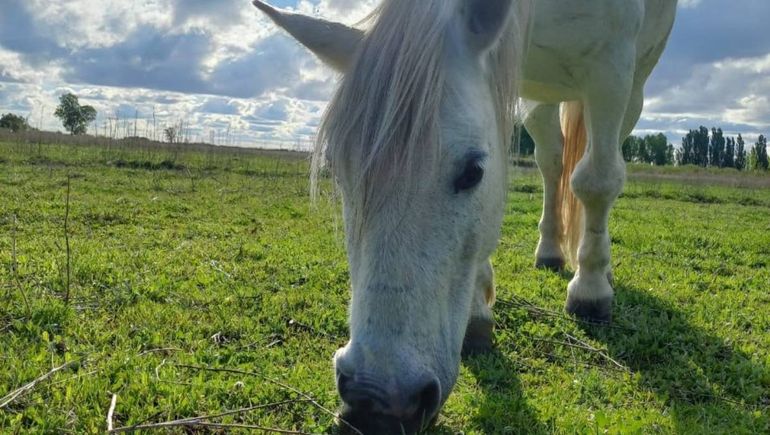 Inmenso dolor por un caballo de equinoterapia que robaron y faenaron en Catriel