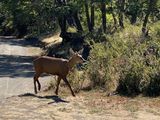 La noticia que todos querían escuchar, en medio del infierno de los incendios: volvió el huemul al Parque Lanín.