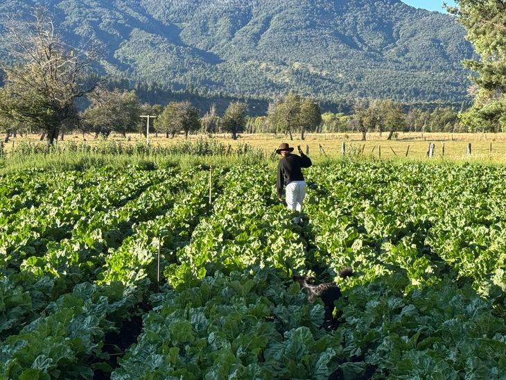Mientras aumentan los costos de otros cultivos forrajeros, la remolacha gana terreno entre productores que buscan más kilos de carne por hectárea y mejores márgenes. Mientras aumentan los costos de otros cultivos forrajeros, la remolacha gana terreno entre productores que buscan más kilos de carne por hectárea y mejores márgenes.