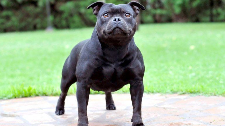 Al animal lo enviaron a un albergue. Todavía no se sabe si lo sacrificarán.&nbsp;