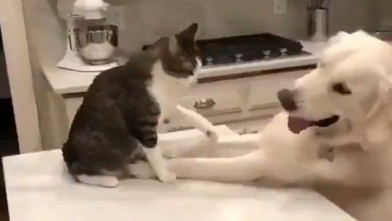 Un perro y un gato jugando causan furor en Twitter