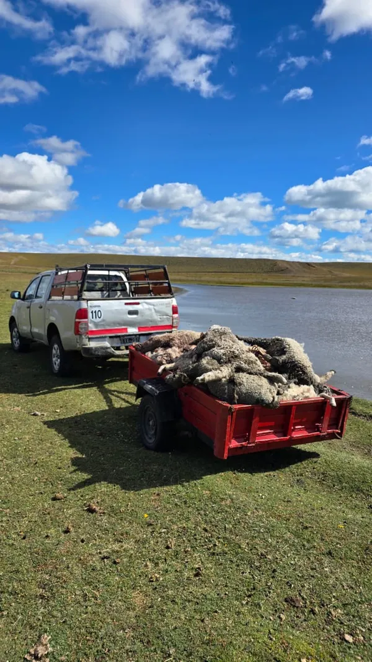 El brutal ataque de perros salvajes que mató a 120 corderos de una escuela agrotécnica. Foto: Agrofy