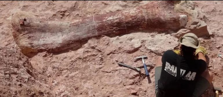 Uno de los fósiles del Patagonotitan hallados en 2013 en Chubut. Uno de los fósiles del Patagonotitan hallados en 2013 en Chubut.