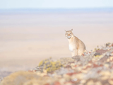 El dilema de la convivencia con el puma se recrudece en Neuquén. Foto: @rewildingargentina