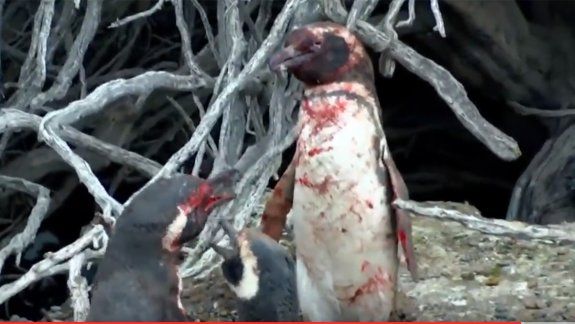 Así pelean un pingüino y el amante de su novia