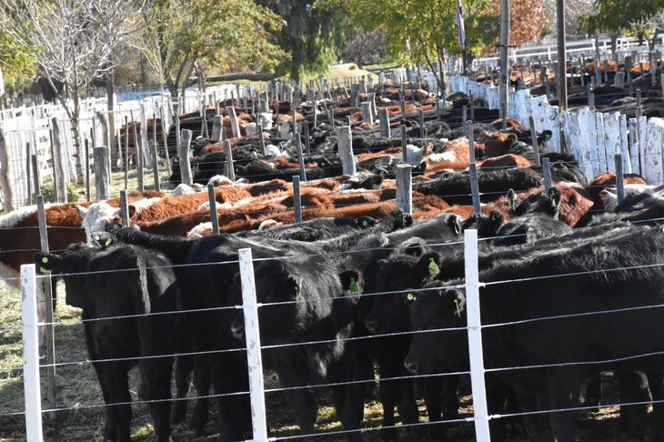 Noviembre dejó un panorama complejo, con menos animales ingresados a plantas y una producción que se aleja de los niveles de 2024. Noviembre dejó un panorama complejo, con menos animales ingresados a plantas y una producción que se aleja de los niveles de 2024.