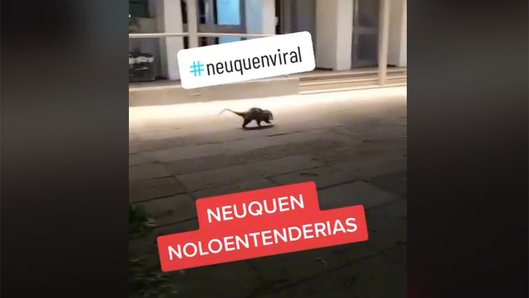 Viral: el extraño animal que sorprendió en pleno centro neuquino