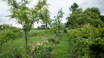 Un borde verde puede multiplicar x4 los enemigos naturales de pulgones en solo dos años. | LM Neuquen Un borde verde puede multiplicar x4 los enemigos naturales de pulgones en solo dos años.