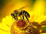 La Argentina es el 3º exportador mundial y el 4º productor de miel del planeta,