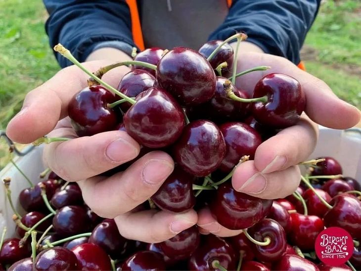 La industria de cerezas de Tasmania alcanzó cifras récord gracias a un aumento del 31% en exportaciones y mejores precios. La industria de cerezas de Tasmania alcanzó cifras récord gracias a un aumento del 31% en exportaciones y mejores precios.