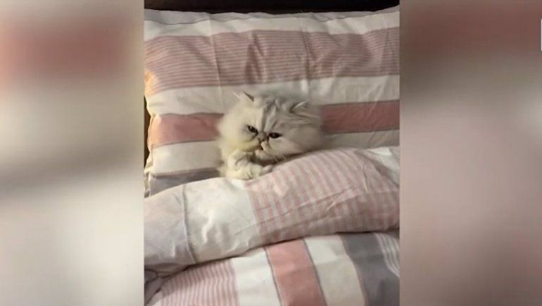 Este gato no deja de sumar reproducciones en YouTube