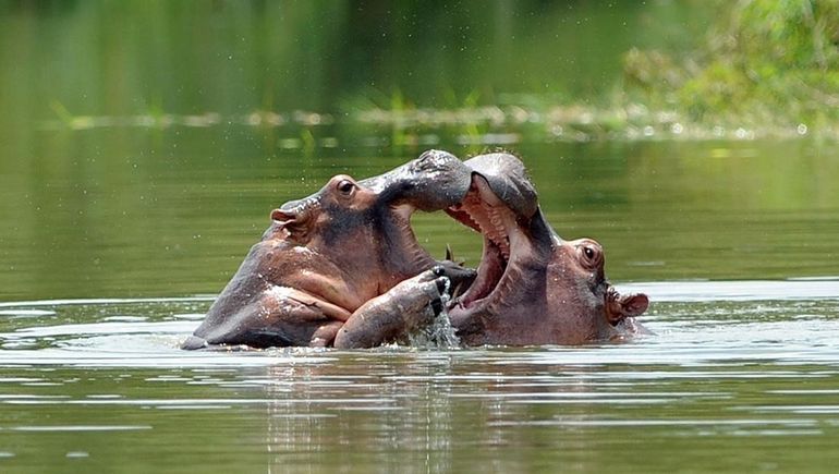 Lograron castrar a 24 hipopótamos del narco Pablo Escobar