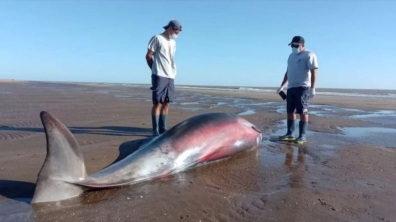 El zifio apareció varado en la costa de San Clemente del Tuyú y fue trasladado para su estudio por especialistas. | LM Neuquen El zifio apareció varado en la costa de San Clemente del Tuyú y fue trasladado para su estudio por especialistas.