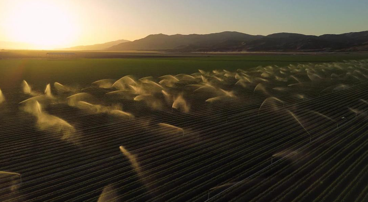 La competencia por el agua es brutal. Foto: @DW La competencia por el agua es brutal. Foto: @DW