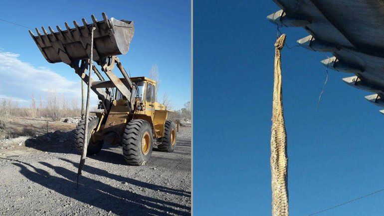 Tremendo susto: apareció una serpiente gigante muerta en un basural