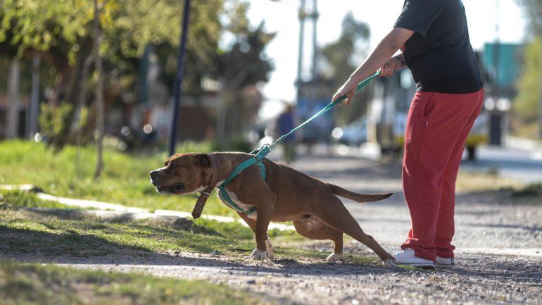Los perros considerados peligrosos deben pasearse con correa en los lugares de acceso público.