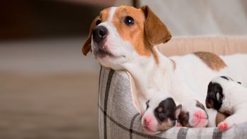 Estos son los cuidados esenciales que hay que tener durante la gestación canina | LM Neuquen Estos son los cuidados esenciales que hay que tener durante la gestación canina