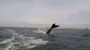 hacia kitesurf y lo sorprendio una ballena en la costa rionegrina hacia kitesurf y lo sorprendio una ballena en la costa rionegrina