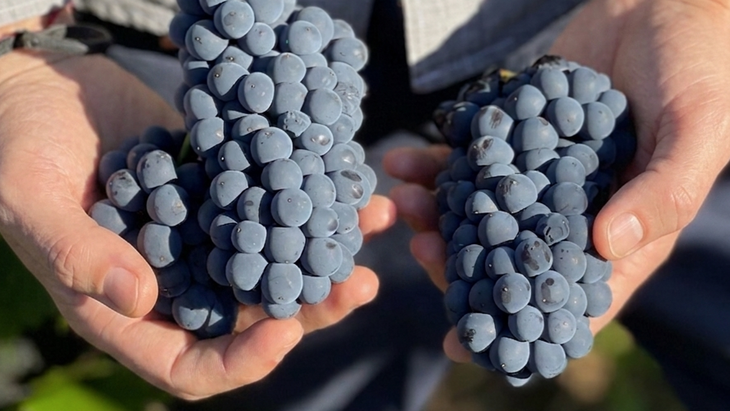 El viñedo olvidado de Patagonia que hoy produce el mejor vino del mundo
