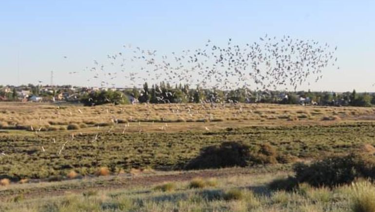 Video: miles de palomas mensajeras volaron el cielo neuquino