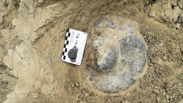 Encuentran en Corrientes los restos de un perezoso gigante