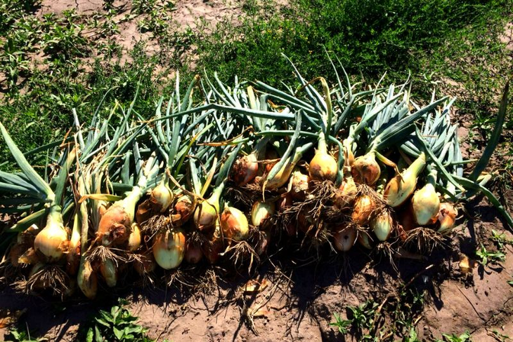 Sesenta productores de cebolla participaron del encuentro. Foto: INTA Sesenta productores de cebolla participaron del encuentro. Foto: INTA