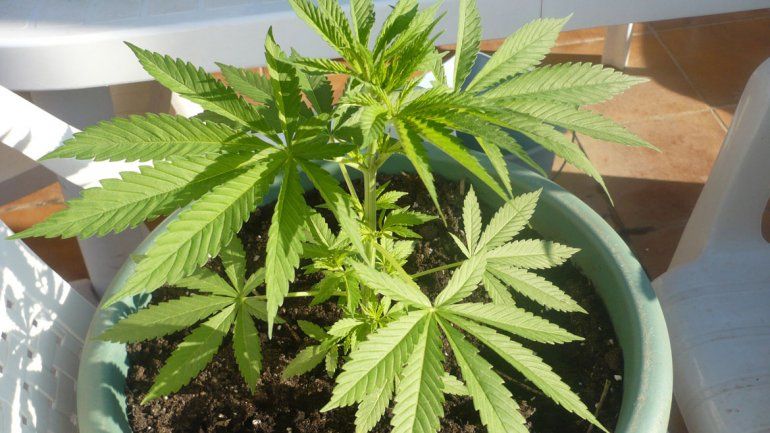 En el país norteamericano está legalizada para uso recreativo.