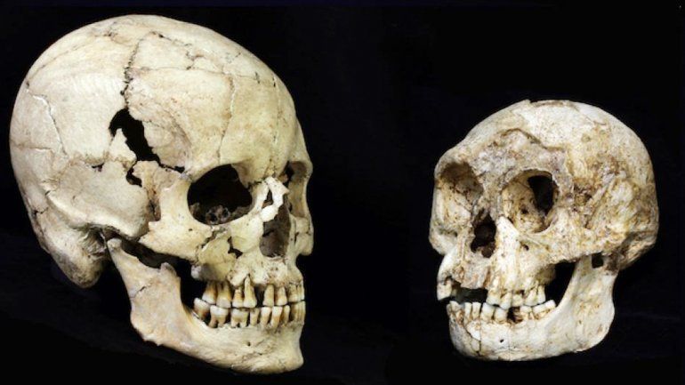 Los cráneos de un hombre moderno y otro de un hobbit.