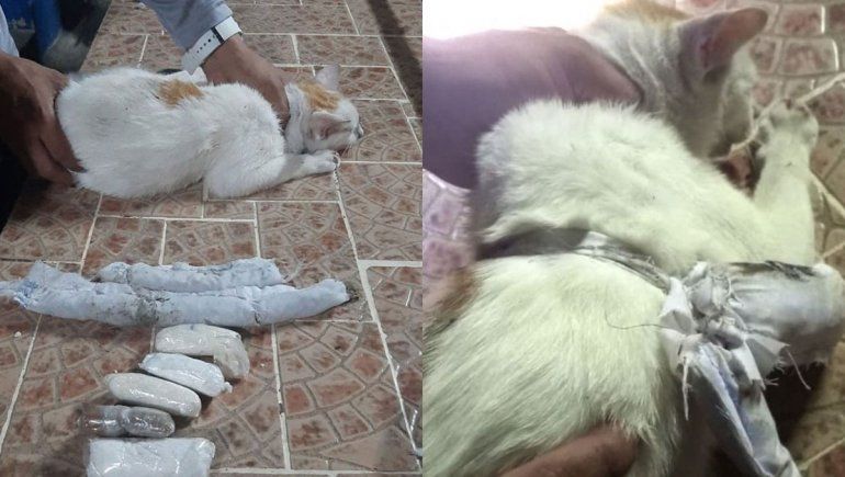 Narcogato: cayó cuando entraba droga a la cárcel