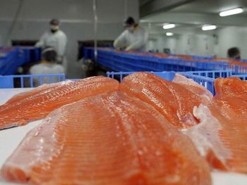 Un reportaje destapa muertes laborales, contaminación de ríos y graves fallas en la fiscalización del sector. Un reportaje destapa muertes laborales, contaminación de ríos y graves fallas en la fiscalización del sector.